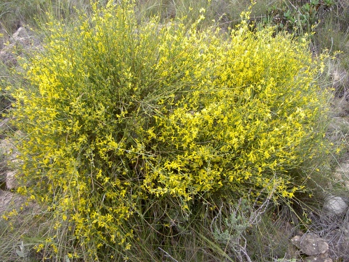 Paraje La  Carrasquica 5