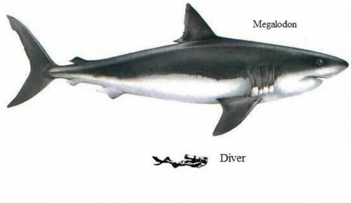 Carcharodon-Megalodon-Largest-Shark-Still-Alive