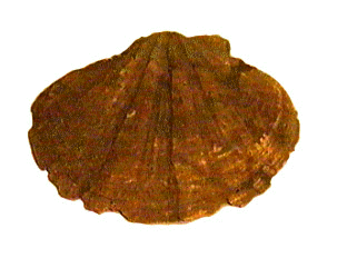 pecten