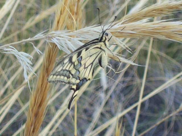 papilio machaon