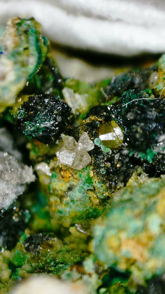 14650040_10210790674509578_6325886852585237817_n