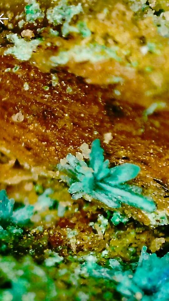 14705786_10210793856469125_864327098172139395_n