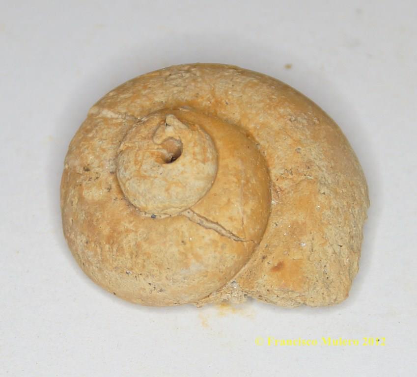 14204_548266655199808_1314002657_n-copia