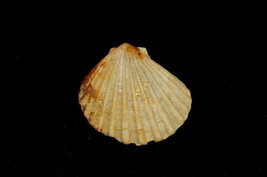 14963010_10211084009602772_2066202712_n