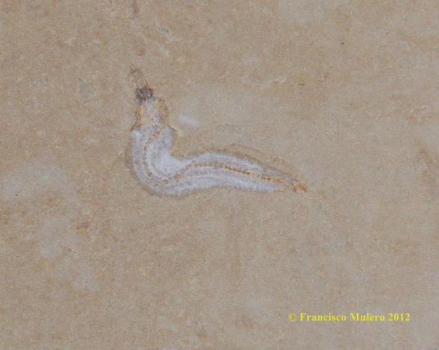 200071_570079049685235_193384271_n-copia