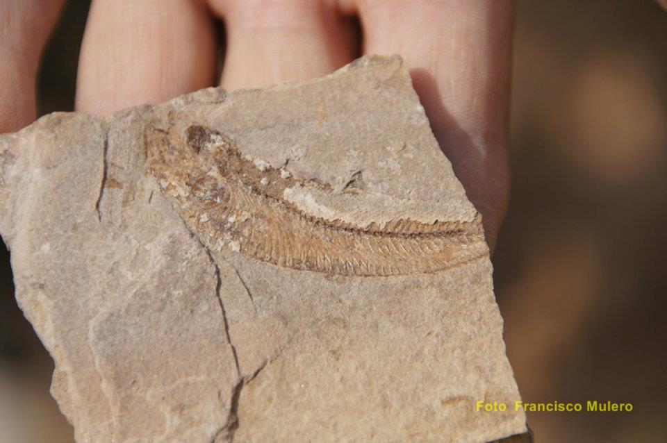 299504_304561552903654_233658754_n-copia