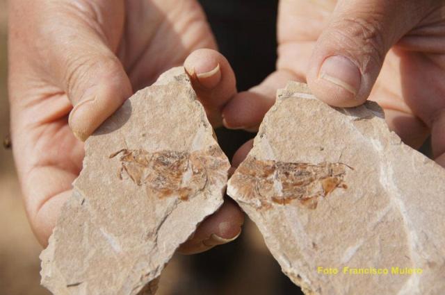 303902_304561479570328_1400315758_n-copia