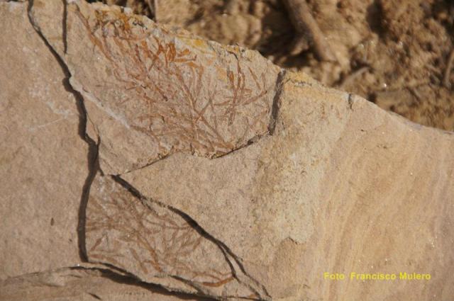 306458_304561866236956_1372102236_n-copia