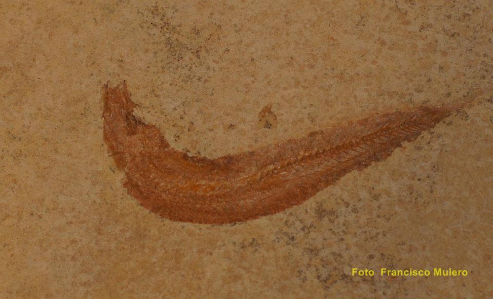 424226_371874269505715_1555705440_n-copia