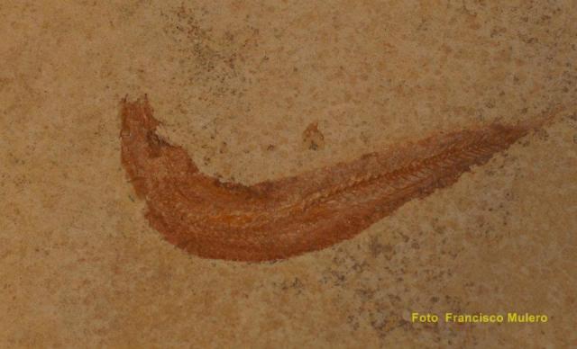 424226_371874269505715_1555705440_n-copia