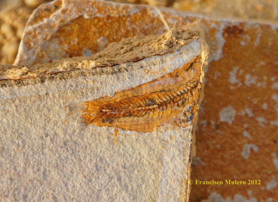 537662_570079066351900_1600461977_n-copia