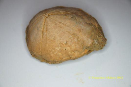 557828_548844008475406_1564089038_n-copia