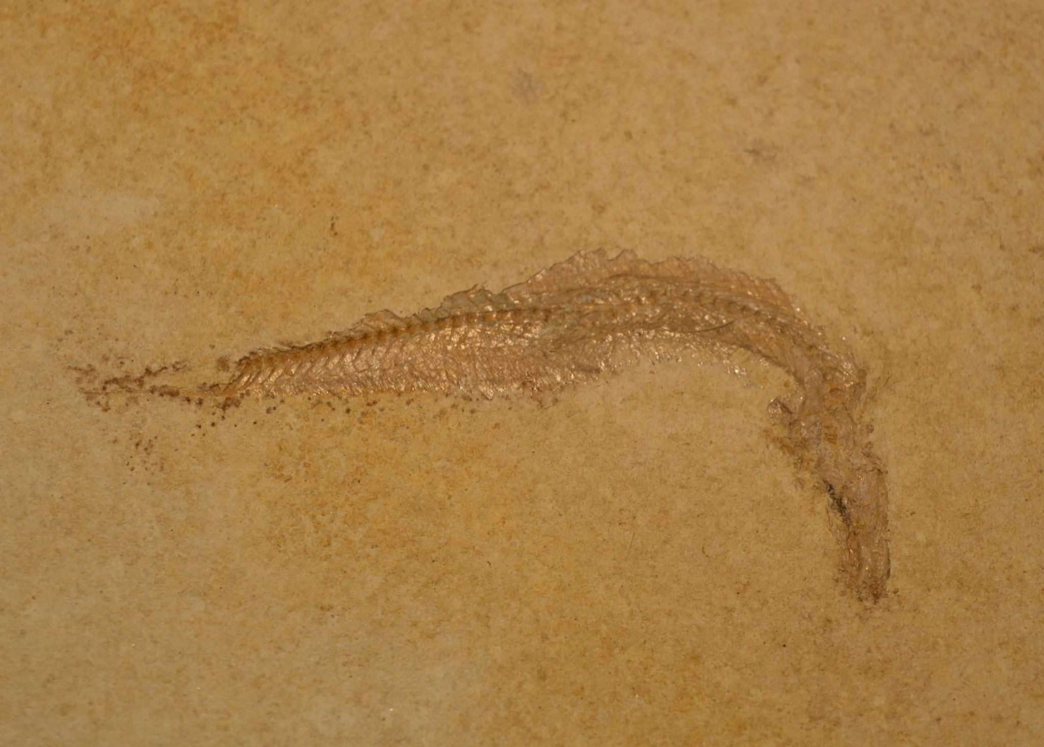 60854659_411602196359784_4172292030614994944_n