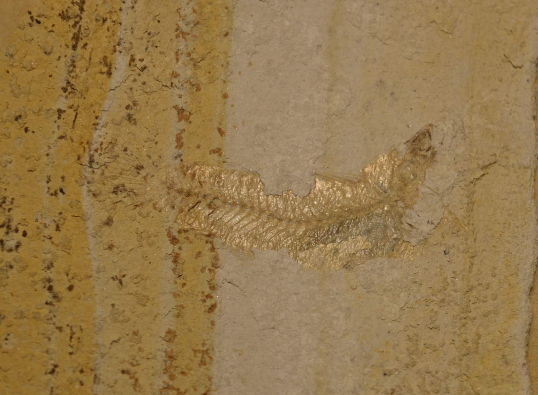 61036956_586892605154214_1878812338165907456_n