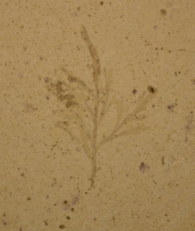 61179880_298496617735409_4435104283502837760_n