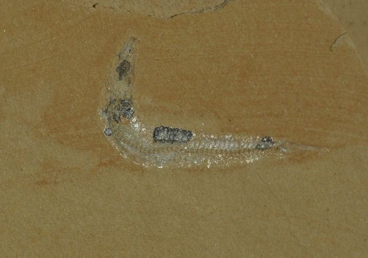 61220598_833715650317951_2687457755475738624_n