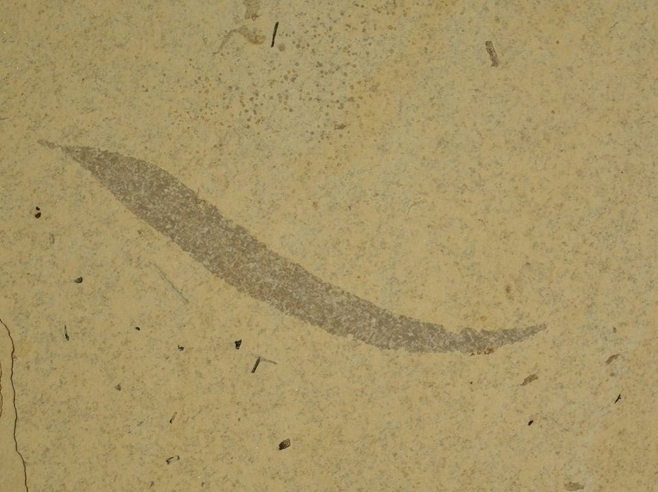 61262073_2076757005954733_935466666165272576_n