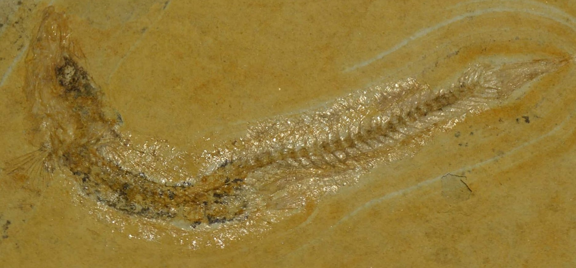 61372584_2264777537118574_2120441674910924800_n